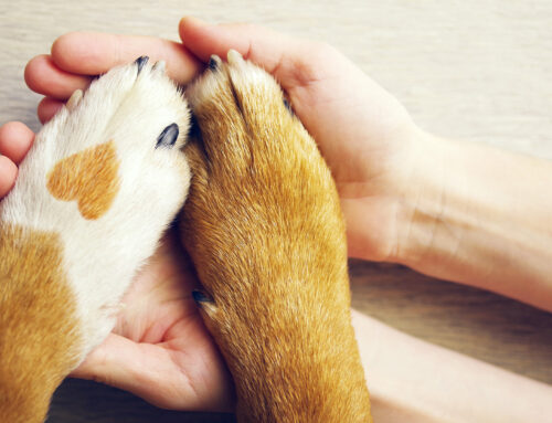 Verschwiegene Hundeversicherung: Versicherung zahlt drauf